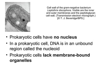 • Prokaryotic cells have no nucleus
• In a prokaryotic cell, DNA is in an unbound
region called the nucleoid
• Prokaryotic cells lack membrane-bound
organelles
Cell wall of the gram-negative bacterium
Leptothrix discophora. Visible are the inner
and outer membranes and the peptidoglycan
cell wall. (Transmission electron micrograph.)
[© T. J. Beveridge/BPS.]
 