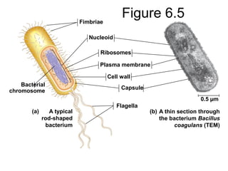Figure 6.5Fimbriae
Nucleoid
Ribosomes
Plasma membrane
Cell wall
Capsule
Flagella
A typical
rod-shaped
bacterium
(a)
Bacterial
chromosome
0.5 µm
A thin section through
the bacterium Bacillus
coagulans (TEM)
(b)
 