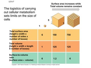 LE 6-7
Total surface area
(height x width x
number of sides x
number of boxes)
6
125 125
150 750
1
1
1
5
1.2 66
Total volume
(height x width x length
X number of boxes)
Surface-to-volume
ratio
(surface area ÷ volume)
Surface area increases while
Total volume remains constant
The logistics of carrying
out cellular metabolism
sets limits on the size of
cells
 