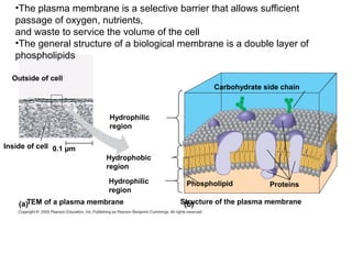 Hydrophilic
region
Hydrophobic
region
Carbohydrate side chain
Structure of the plasma membrane
Hydrophilic
region
Phospholipid Proteins
Outside of cell
Inside of cell 0.1 µm
TEM of a plasma membrane
•The plasma membrane is a selective barrier that allows sufficient
passage of oxygen, nutrients,
and waste to service the volume of the cell
•The general structure of a biological membrane is a double layer of
phospholipids
 