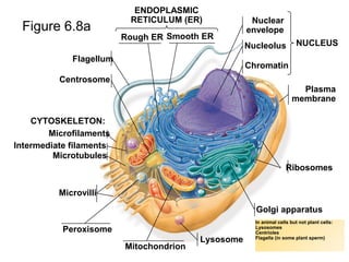Figure 6.8a
Flagellum
Centrosome
CYTOSKELETON:
Microfilaments
Intermediate filaments
Microtubules
Microvilli
Peroxisome
Mitochondrion
Lysosome
Golgi apparatus
Ribosomes
Plasma
membrane
Nuclear
envelope
Nucleolus
Chromatin
NUCLEUS
ENDOPLASMIC
RETICULUM (ER)
Rough ER Smooth ER
In animal cells but not plant cells:
Lysosomes
Centrioles
Flagella (in some plant sperm)
 