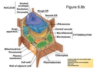 Figure 6.8bNUCLEUS
Nuclear
envelope
Nucleolus
Chromatin
Rough ER
Smooth ER
Ribosomes
Central vacuole
Microfilaments
Microtubules
CYTOSKELETON
Chloroplast
Plasmodesmata
Wall of adjacent cell
Cell wall
Plasma
membrane
Peroxisome
Mitochondrion
Golgi
apparatus
In plant cells but not animal cells:
Chloroplasts
Central vacuole and tonoplast
Cell wall
Plasmodesmata
 