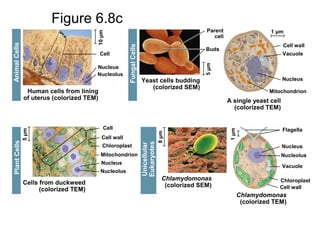 Figure 6.8cAnimalCells
FungalCells
PlantCells
Unicellular
Eukaryotes
Human cells from lining
of uterus (colorized TEM)
Yeast cells budding
(colorized SEM)
A single yeast cell
(colorized TEM)
Cells from duckweed
(colorized TEM)
Chlamydomonas
(colorized SEM)
Chlamydomonas
(colorized TEM)
Cell
Nucleus
Nucleolus
Parent
cell
Buds
Cell wall
Vacuole
Nucleus
Mitochondrion
Cell wall
Cell
Chloroplast
Mitochondrion
Nucleus
Nucleolus
Flagella
Vacuole
Cell wall
Chloroplast
Nucleus
Nucleolus
10μm
5μm
5μm
1μm
8μm
1 μm
 