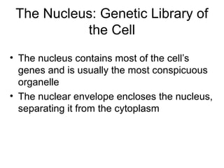 The Nucleus: Genetic Library of
the Cell
• The nucleus contains most of the cell’s
genes and is usually the most conspicuous
organelle
• The nuclear envelope encloses the nucleus,
separating it from the cytoplasm
 