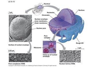LE 6-10
Close-up of nuclear
envelope
Nucleus
Nucleolus
Chromatin
Nuclear envelope:
Inner membrane
Outer membrane
Nuclear pore
Pore
complex
Ribosome
Pore complexes (TEM) Nuclear lamina (TEM)
1 µm
Rough ER
Nucleus
1 µm
0.25 µm
Surface of nuclear envelope
 