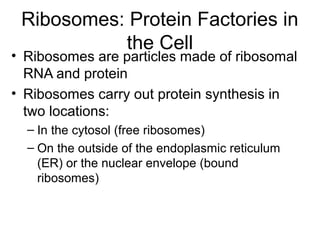 Ribosomes: Protein Factories in
the Cell
• Ribosomes are particles made of ribosomal
RNA and protein
• Ribosomes carry out protein synthesis in
two locations:
– In the cytosol (free ribosomes)
– On the outside of the endoplasmic reticulum
(ER) or the nuclear envelope (bound
ribosomes)
 