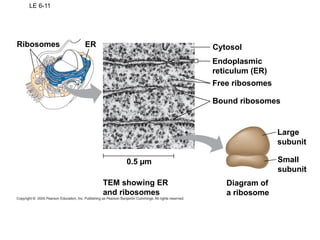 LE 6-11
Ribosomes
0.5 µm
ER Cytosol
Endoplasmic
reticulum (ER)
Free ribosomes
Bound ribosomes
Large
subunit
Small
subunit
Diagram of
a ribosome
TEM showing ER
and ribosomes
 