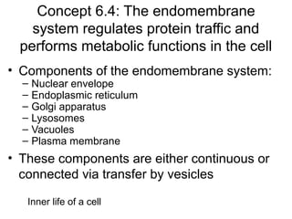 Concept 6.4: The endomembrane
system regulates protein traffic and
performs metabolic functions in the cell
• Components of the endomembrane system:
– Nuclear envelope
– Endoplasmic reticulum
– Golgi apparatus
– Lysosomes
– Vacuoles
– Plasma membrane
• These components are either continuous or
connected via transfer by vesicles
Inner life of a cell
 