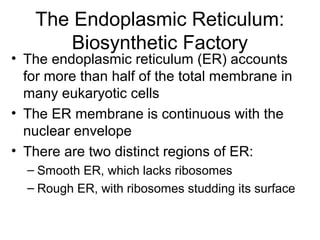 The Endoplasmic Reticulum:
Biosynthetic Factory
• The endoplasmic reticulum (ER) accounts
for more than half of the total membrane in
many eukaryotic cells
• The ER membrane is continuous with the
nuclear envelope
• There are two distinct regions of ER:
– Smooth ER, which lacks ribosomes
– Rough ER, with ribosomes studding its surface
 