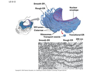 LE 6-12
Ribosomes
Smooth ER
Rough ER
ER lumen
Cisternae
Transport vesicle
Smooth ER Rough ER
Transitional ER
200 nm
Nuclear
envelope
 
