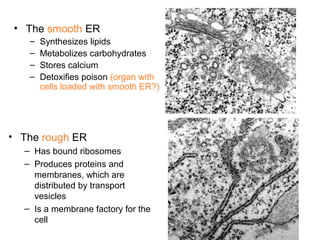 • The smooth ER
– Synthesizes lipids
– Metabolizes carbohydrates
– Stores calcium
– Detoxifies poison (organ with
cells loaded with smooth ER?)
• The rough ER
– Has bound ribosomes
– Produces proteins and
membranes, which are
distributed by transport
vesicles
– Is a membrane factory for the
cell
 