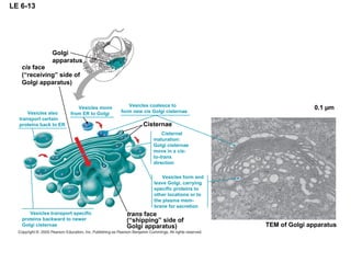 LE 6-13
trans face
(“shipping” side of
Golgi apparatus) TEM of Golgi apparatus
0.1 µm
Golgi
apparatus
cis face
(“receiving” side of
Golgi apparatus)
Vesicles coalesce to
form new cis Golgi cisternaeVesicles also
transport certain
proteins back to ER
Vesicles move
from ER to Golgi
Vesicles transport specific
proteins backward to newer
Golgi cisternae
Cisternal
maturation:
Golgi cisternae
move in a cis-
to-trans
direction
Vesicles form and
leave Golgi, carrying
specific proteins to
other locations or to
the plasma mem-
brane for secretion
Cisternae
 