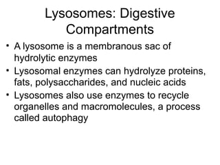 Lysosomes: Digestive
Compartments
• A lysosome is a membranous sac of
hydrolytic enzymes
• Lysosomal enzymes can hydrolyze proteins,
fats, polysaccharides, and nucleic acids
• Lysosomes also use enzymes to recycle
organelles and macromolecules, a process
called autophagy
 