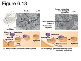 Figure 6.13
1 μm
(a)
Nucleus
Vesicle containing
two damaged
organelles
Mitochondrion
fragment
Peroxisome
fragment
Lysosome
Peroxisome
Mitochondrion
Vesicle
Digestion
Autophagy: lysosome breaking down
damaged organelles
(b)
Digestion
Phagocytosis: lysosome digesting food
Food
vacuole
Plasma
membrane
Digestive
enzymes
Lysosome
Lysosome
1 μm
 