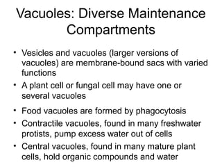 Vacuoles: Diverse Maintenance
Compartments
• Vesicles and vacuoles (larger versions of
vacuoles) are membrane-bound sacs with varied
functions
• A plant cell or fungal cell may have one or
several vacuoles
• Food vacuoles are formed by phagocytosis
• Contractile vacuoles, found in many freshwater
protists, pump excess water out of cells
• Central vacuoles, found in many mature plant
cells, hold organic compounds and water
 