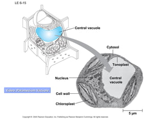 LE 6-15
5 µm
Central vacuole
Cytosol
Tonoplast
Central
vacuole
Nucleus
Cell wall
Chloroplast
Video: Paramecium VacuoleVideo: Paramecium Vacuole
 