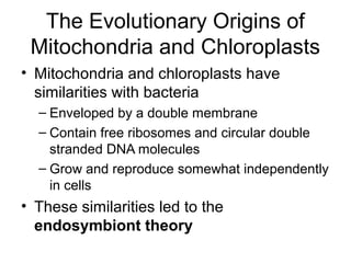 The Evolutionary Origins of
Mitochondria and Chloroplasts
• Mitochondria and chloroplasts have
similarities with bacteria
– Enveloped by a double membrane
– Contain free ribosomes and circular double
stranded DNA molecules
– Grow and reproduce somewhat independently
in cells
• These similarities led to the
endosymbiont theory
 