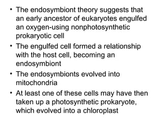 • The endosymbiont theory suggests that
an early ancestor of eukaryotes engulfed
an oxygen-using nonphotosynthetic
prokaryotic cell
• The engulfed cell formed a relationship
with the host cell, becoming an
endosymbiont
• The endosymbionts evolved into
mitochondria
• At least one of these cells may have then
taken up a photosynthetic prokaryote,
which evolved into a chloroplast
 