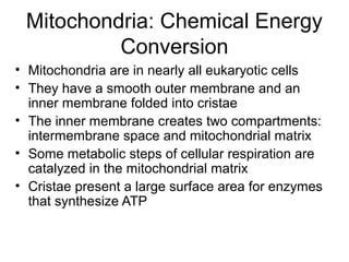 Mitochondria: Chemical Energy
Conversion
• Mitochondria are in nearly all eukaryotic cells
• They have a smooth outer membrane and an
inner membrane folded into cristae
• The inner membrane creates two compartments:
intermembrane space and mitochondrial matrix
• Some metabolic steps of cellular respiration are
catalyzed in the mitochondrial matrix
• Cristae present a large surface area for enzymes
that synthesize ATP
 