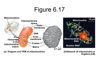 Figure 6.17
Mitochondrion
Intermembrane
space
Outer
membrane
DNA
Inner
membrane
Free
ribosomes
in the
mitochondrial
matrix
Cristae
Matrix
(a) Diagram and TEM of mitochondrion
0.1 μm
10 μm
Mitochondria
Mitochondrial
DNA
Nuclear DNA
Network of mitochondria in
Euglena (LM)
(b)
 