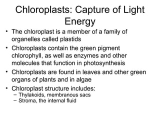 Chloroplasts: Capture of Light
Energy
• The chloroplast is a member of a family of
organelles called plastids
• Chloroplasts contain the green pigment
chlorophyll, as well as enzymes and other
molecules that function in photosynthesis
• Chloroplasts are found in leaves and other green
organs of plants and in algae
• Chloroplast structure includes:
– Thylakoids, membranous sacs
– Stroma, the internal fluid
 