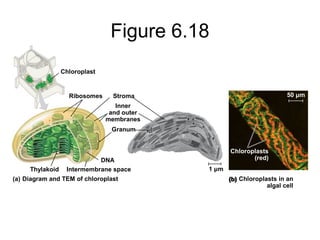 Figure 6.18
Chloroplast
Ribosomes Stroma
Inner
and outer
membranes
Granum
DNA
Thylakoid Intermembrane space
Diagram and TEM of chloroplast(a) (b) Chloroplasts in an
algal cell
(b)
1 μm
50 μm
Chloroplasts
(red)
 