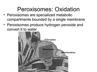 Peroxisomes: Oxidation
• Peroxisomes are specialized metabolic
compartments bounded by a single membrane
• Peroxisomes produce hydrogen peroxide and
convert it to water
Chloroplast
Peroxisome
Mitochondrion
 