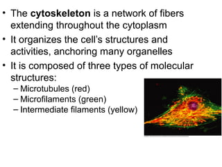 • The cytoskeleton is a network of fibers
extending throughout the cytoplasm
• It organizes the cell’s structures and
activities, anchoring many organelles
• It is composed of three types of molecular
structures:
– Microtubules (red)
– Microfilaments (green)
– Intermediate filaments (yellow)
 