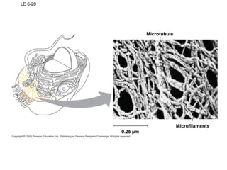 LE 6-20
Microtubule
Microfilaments
0.25 µm
 