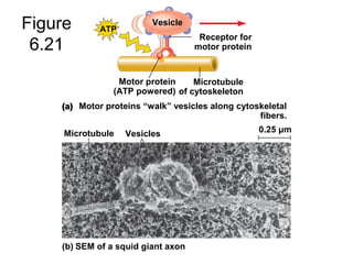 Figure
6.21
0.25 μmVesiclesMicrotubule
SEM of a squid giant axon(b)
(a) Motor proteins “walk” vesicles along cytoskeletal
fibers.
(a)
Motor protein
(ATP powered)
Microtubule
of cytoskeleton
Receptor for
motor protein
Vesicle
ATP
 