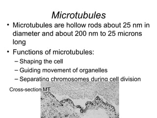 Microtubules
• Microtubules are hollow rods about 25 nm in
diameter and about 200 nm to 25 microns
long
• Functions of microtubules:
– Shaping the cell
– Guiding movement of organelles
– Separating chromosomes during cell division
Cross-section MT
 