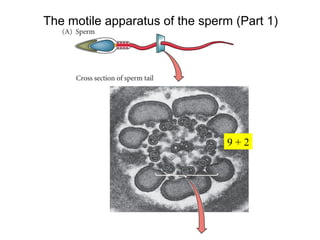 The motile apparatus of the sperm (Part 1)
9 + 2
 