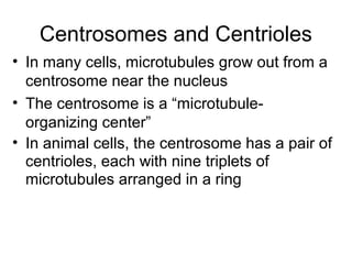Centrosomes and Centrioles
• In many cells, microtubules grow out from a
centrosome near the nucleus
• The centrosome is a “microtubule-
organizing center”
• In animal cells, the centrosome has a pair of
centrioles, each with nine triplets of
microtubules arranged in a ring
 