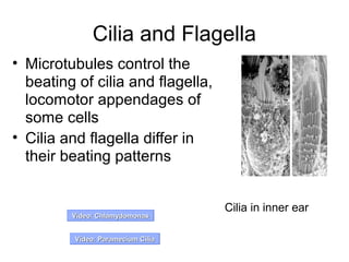Cilia and Flagella
• Microtubules control the
beating of cilia and flagella,
locomotor appendages of
some cells
• Cilia and flagella differ in
their beating patterns
Video: ChlamydomonasVideo: Chlamydomonas
Video: Paramecium CiliaVideo: Paramecium Cilia
Cilia in inner ear
 
