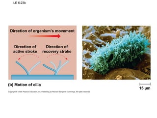 LE 6-23b
15 µm
Direction of organism’s movement
Motion of cilia
Direction of
active stroke
Direction of
recovery stroke
 
