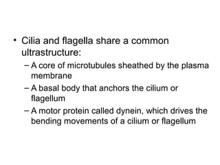 • Cilia and flagella share a common
ultrastructure:
– A core of microtubules sheathed by the plasma
membrane
– A basal body that anchors the cilium or
flagellum
– A motor protein called dynein, which drives the
bending movements of a cilium or flagellum
 