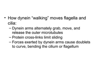 • How dynein “walking” moves flagella and
cilia:
– Dynein arms alternately grab, move, and
release the outer microtubules
– Protein cross-links limit sliding
– Forces exerted by dynein arms cause doublets
to curve, bending the cilium or flagellum
 