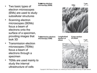 1 µm
1 µm
Scanning electron
microscopy (SEM) Cilia
Longitudinal
section of
cilium
Transmission electron
microscopy (TEM)
Cross section
of cilium
• Two basic types of
electron microscopes
(EMs) are used to study
subcellular structures
• Scanning electron
microscopes (SEMs)
focus a beam of
electrons onto the
surface of a specimen,
providing images that
look 3D
• Transmission electron
microscopes (TEMs)
focus a beam of
electrons through a
specimen
• TEMs are used mainly to
study the internal
ultrastructure of cells
 