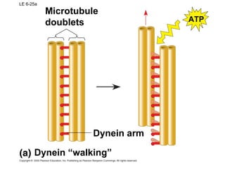 LE 6-25a
Dynein “walking”
Microtubule
doublets ATP
Dynein arm
 