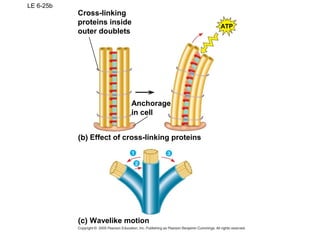LE 6-25b
Wavelike motion
Cross-linking
proteins inside
outer doublets
ATP
Anchorage
in cell
Effect of cross-linking proteins
 