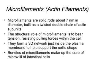 Microfilaments (Actin Filaments)
• Microfilaments are solid rods about 7 nm in
diameter, built as a twisted double chain of actin
subunits
• The structural role of microfilaments is to bear
tension, resisting pulling forces within the cell
• They form a 3D network just inside the plasma
membrane to help support the cell’s shape
• Bundles of microfilaments make up the core of
microvilli of intestinal cells
 