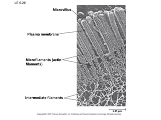LE 6-26
Microfilaments (actin
filaments)
Microvillus
Plasma membrane
Intermediate filaments
0.25 µm
 