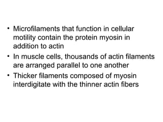 • Microfilaments that function in cellular
motility contain the protein myosin in
addition to actin
• In muscle cells, thousands of actin filaments
are arranged parallel to one another
• Thicker filaments composed of myosin
interdigitate with the thinner actin fibers
 