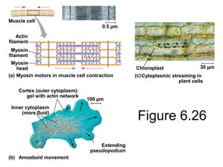 Figure 6.26
Muscle cell
0.5 µm
Actin
filament
Myosin
filament
Myosin
head Chloroplast
(a)
(b)
(c)Myosin motors in muscle cell contraction Cytoplasmic streaming in
plant cells
Amoeboid movement
Extending
pseudopodium
Cortex (outer cytoplasm):
gel with actin network
Inner cytoplasm
(more fluid)
100 µm
30 µm
 