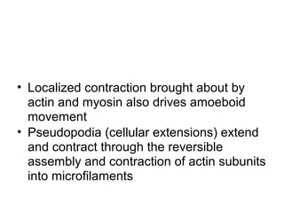 • Localized contraction brought about by
actin and myosin also drives amoeboid
movement
• Pseudopodia (cellular extensions) extend
and contract through the reversible
assembly and contraction of actin subunits
into microfilaments
 
