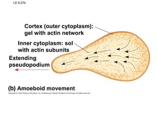 LE 6-27b
Cortex (outer cytoplasm):
gel with actin network
Amoeboid movement
Inner cytoplasm: sol
with actin subunits
Extending
pseudopodium
 