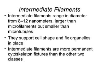 Intermediate Filaments
• Intermediate filaments range in diameter
from 8–12 nanometers, larger than
microfilaments but smaller than
microtubules
• They support cell shape and fix organelles
in place
• Intermediate filaments are more permanent
cytoskeleton fixtures than the other two
classes
 