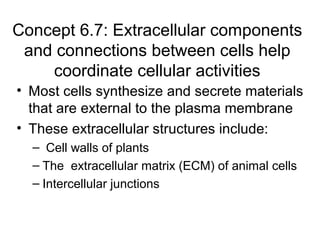 Concept 6.7: Extracellular components
and connections between cells help
coordinate cellular activities
• Most cells synthesize and secrete materials
that are external to the plasma membrane
• These extracellular structures include:
– Cell walls of plants
– The extracellular matrix (ECM) of animal cells
– Intercellular junctions
 
