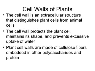 Cell Walls of Plants
• The cell wall is an extracellular structure
that distinguishes plant cells from animal
cells
• The cell wall protects the plant cell,
maintains its shape, and prevents excessive
uptake of water
• Plant cell walls are made of cellulose fibers
embedded in other polysaccharides and
protein
 
