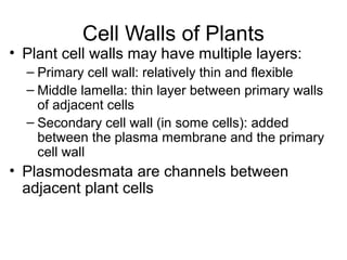 Cell Walls of Plants
• Plant cell walls may have multiple layers:
– Primary cell wall: relatively thin and flexible
– Middle lamella: thin layer between primary walls
of adjacent cells
– Secondary cell wall (in some cells): added
between the plasma membrane and the primary
cell wall
• Plasmodesmata are channels between
adjacent plant cells
 